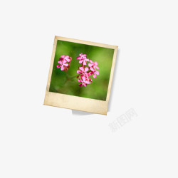 一朵花的照片素材