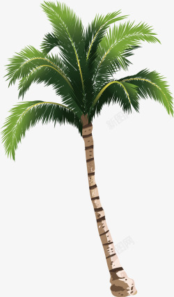 一棵椰子树矢量图素材
