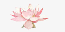 盛开的粉色莲花素材