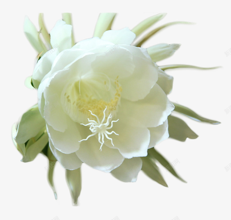白色莲花png免抠素材_新图网 https://ixintu.com 植物 白色花 花卉 花朵