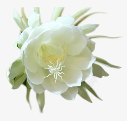 白色莲花素材