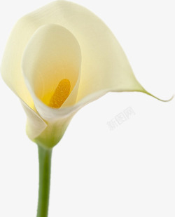 马蹄莲花白色马蹄莲花高清图片