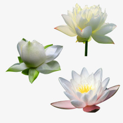 雨荷荷花高清图片