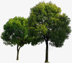 夏日植物海报卡通树木效果素材