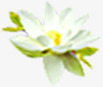 莲花背景png免抠素材_新图网 https://ixintu.com 素材 背景 莲花
