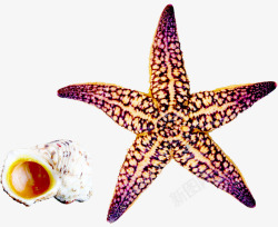 夏日海报沙滩海星贝壳素材