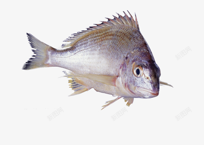 鱼类照片png免抠素材_新图网 https://ixintu.com 海洋生物照片 生鲜类 素材图片 背景图片鱼类