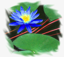 蓝莲花儿素材