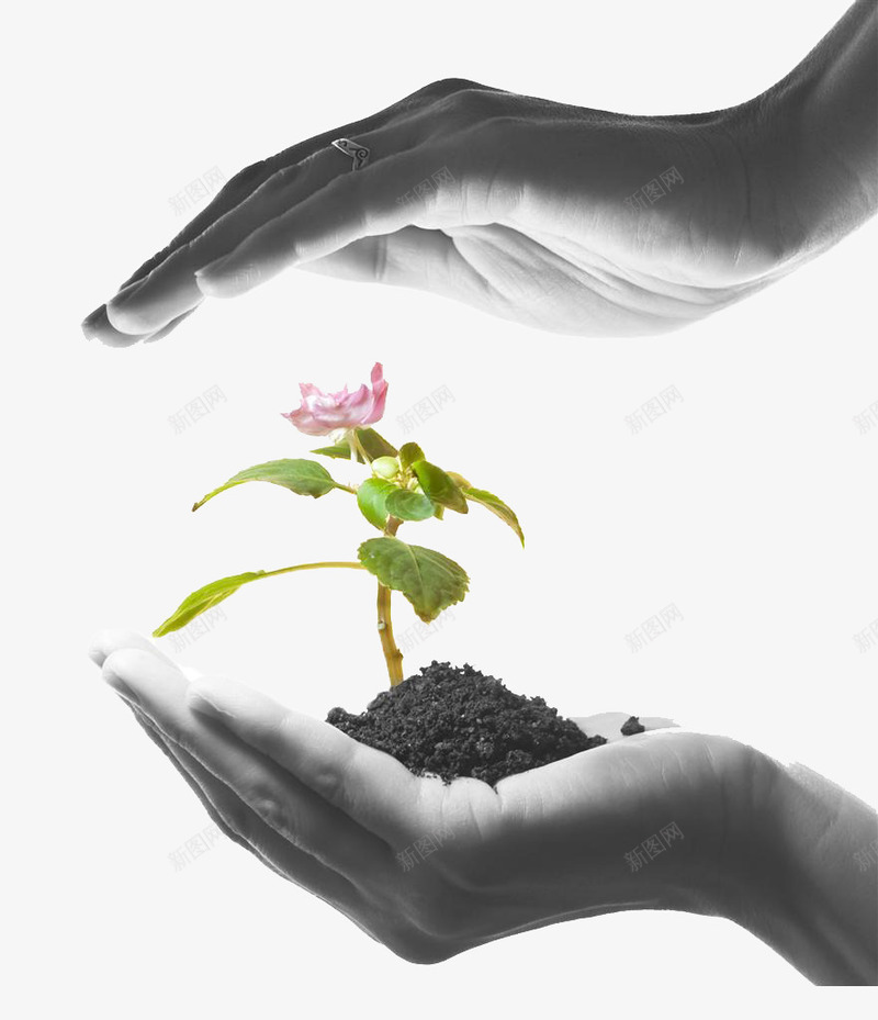 双手呵护的花朵png免抠素材_新图网 https://ixintu.com 保护花朵 双手呵护 土壤 环保 花朵