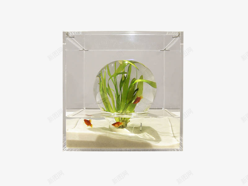 透明罩子里的植物照片png免抠素材_新图网 https://ixintu.com 植物 正方体罩子 透明玻璃 通透