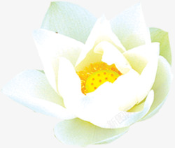白色莲花莲蓬装饰素材