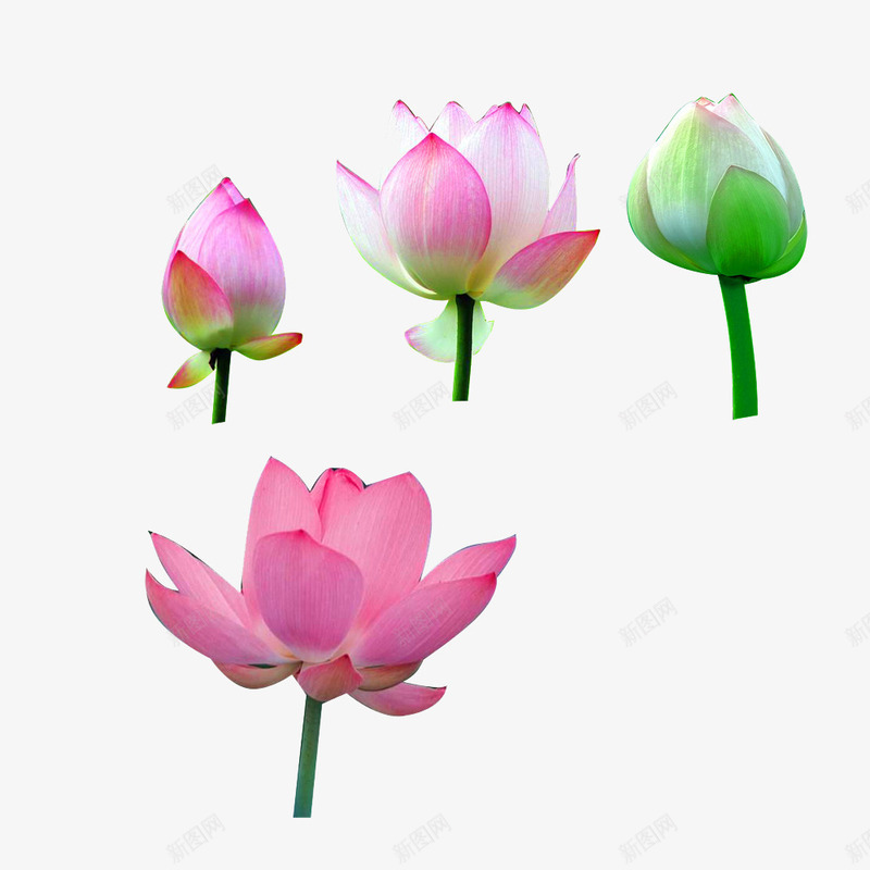 莲花png免抠素材_新图网 https://ixintu.com 荷花 莲花 雨荷