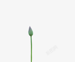 没开放的莲花莲花高清图片