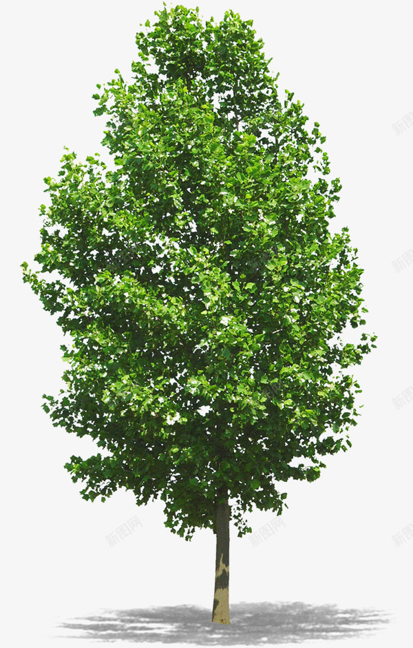高大的树木png免抠素材_新图网 https://ixintu.com 植物 环保 绿色