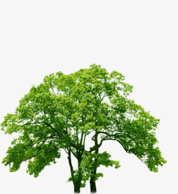夏日海报植物绿色树木风景素材