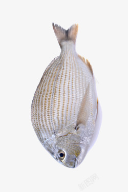 海洋生物照片海洋生物竹筴鱼食物照片高清图片