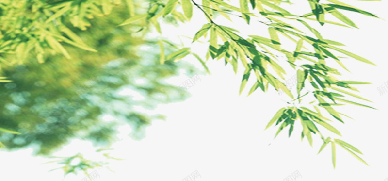绿色环保促销装饰植物png免抠素材_新图网 https://ixintu.com 促销 植物 环保 绿色 装饰