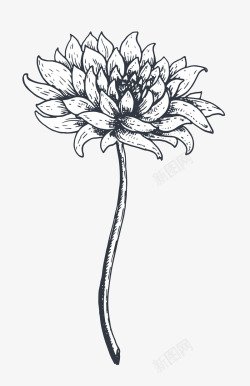 灰色的莲花素材