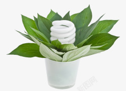 绿色植物与节能灯素材
