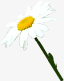夏日白色花朵效果素材