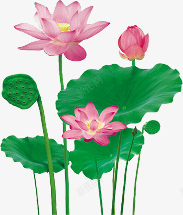 粉色莲花清新夏日png免抠素材_新图网 https://ixintu.com 夏日 清新 粉色 莲花
