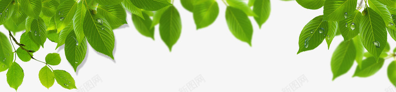 春季绿色植物树叶环保装饰png免抠素材_新图网 https://ixintu.com 春季 树叶 环保 绿色植物 装饰