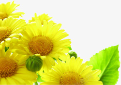 夏日植物黄色花朵素材