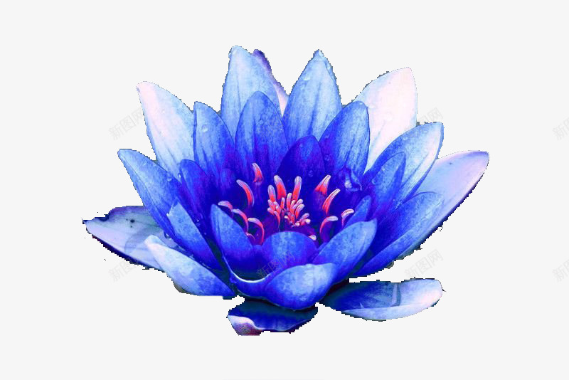 蓝莲花png免抠素材_新图网 https://ixintu.com 手绘 莲花 蓝色 蓝莲花