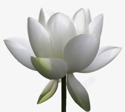 白色莲花花瓣装饰素材