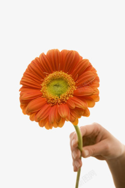 橙色鲜艳的被手拿着的一朵大花实素材