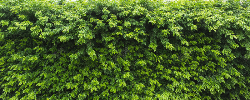 热带植物绿色植被叶子质感森系摄影质感底图背景