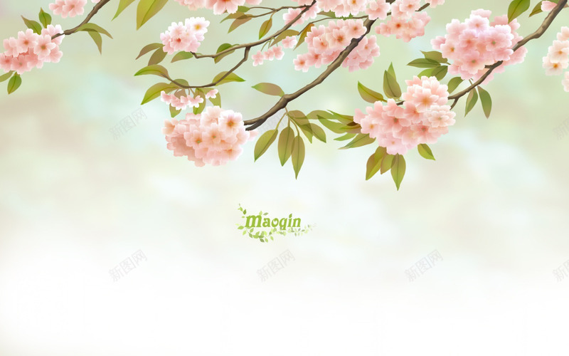 清凉重瓣樱小清新桌面图花绘樱花jpg设计背景_新图网 https://ixintu.com 图花 彩绘花 桌面 樱小 樱花 清凉 清新 重瓣