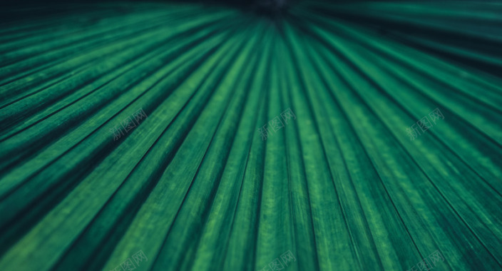 热带植物绿色植被叶子质感森系摄影质感底图背景