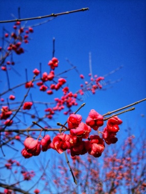 红色的花朵摄影图片