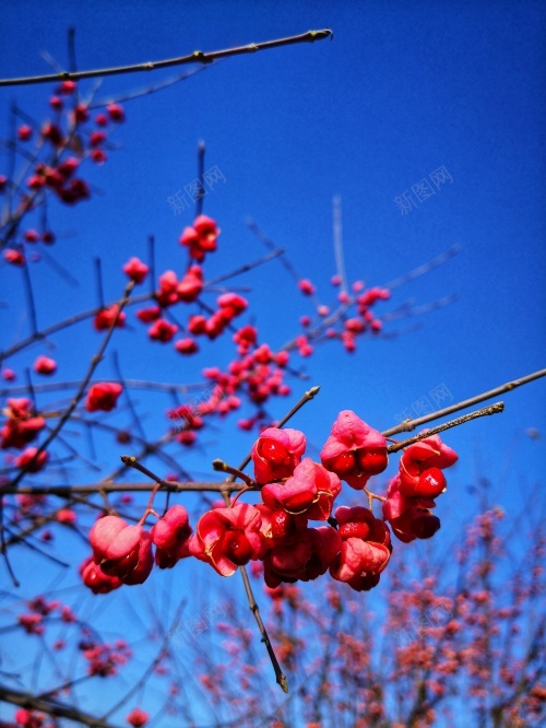 红色的花朵jpg_新图网 https://ixintu.com 花朵 蓝天