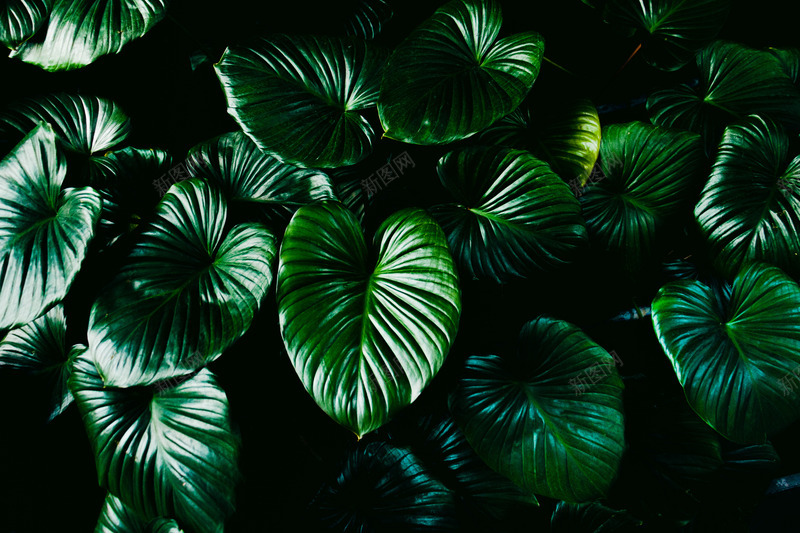 热带植物绿色植被叶子质感森系摄影质感底图jpg设计背景_新图网 https://ixintu.com 质感 热带 植物 绿色 植被 叶子 森系 摄影 底图